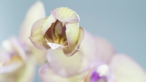 Fioritura Del Fiore Del Orchid Intervallo Tempo — Video Stock