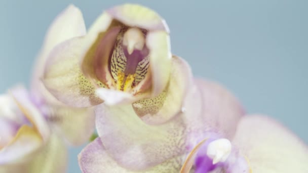 Цвітіння Квітки Орхідеї Проміжок Часу — стокове відео