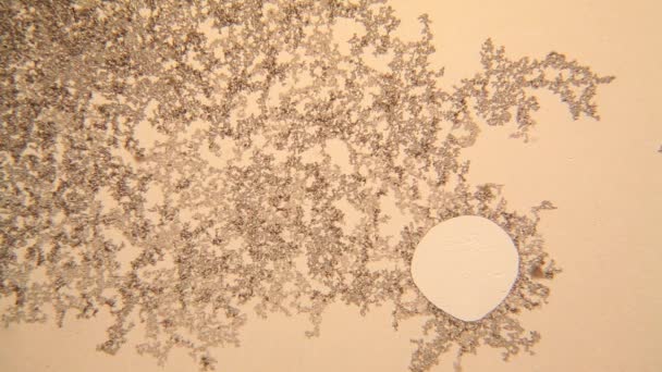 酵母在显微镜 — 图库视频影像