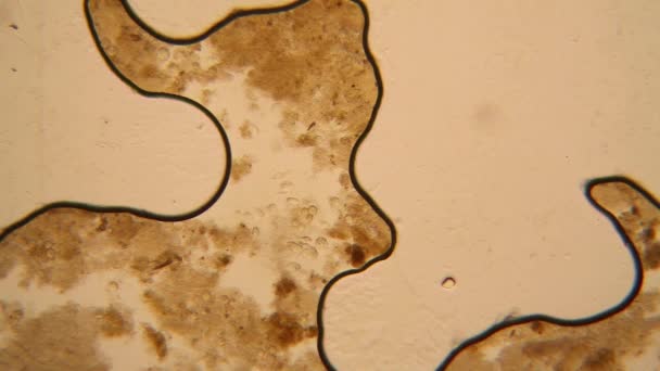 Microscopische Weergave Van Organismen Het Water — Stockvideo