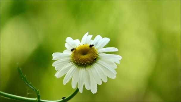 Flores Margarita Con Viento Soplando — Vídeos de Stock