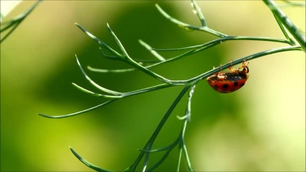 Lieveheersbeestje Een Groene Plant Met Groene Achtergrond — Stockvideo