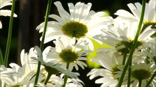 Daisy Flowers Wind Blowing — Stock Video