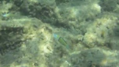 Sualtı doku ve fauna Ionian Sea, Zakynthos, Yunanistan