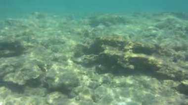 Sualtı doku ve fauna Ionian Sea, Zakynthos, Yunanistan