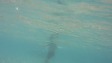 Sualtı doku ve fauna Ionian Sea, Zakynthos, Yunanistan