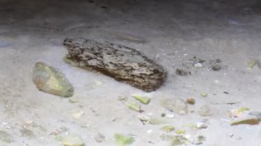 Ege Denizi detaylar - su ve deniz kıyısı taşlarla Thassos Island, Yunanistan