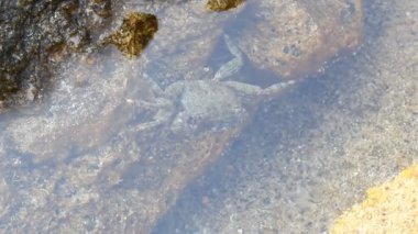 Ege Denizi detaylar - su ve deniz kıyısı taşlarla Thassos Island, Yunanistan