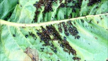 üzerindeki kiraz ağacı yaprak yaprak biti (bitki bitleri) 