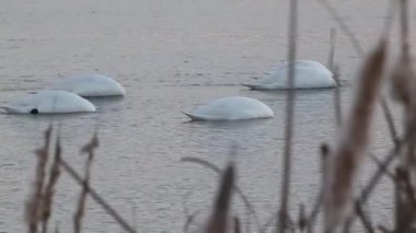 Gün batımında gölde kuğular 