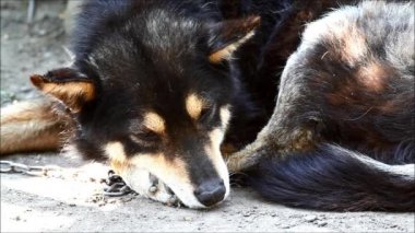 Sevimli küçük köpek dinleniyor. Doğadan sesler