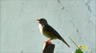Bir yaz günü içinde serçesi (Passer domesticus)