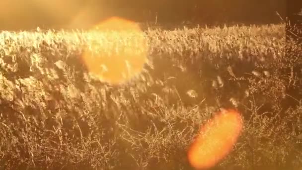Reeds Field Strong Wind Blowing Autumn Evening Sunset — Stock Video