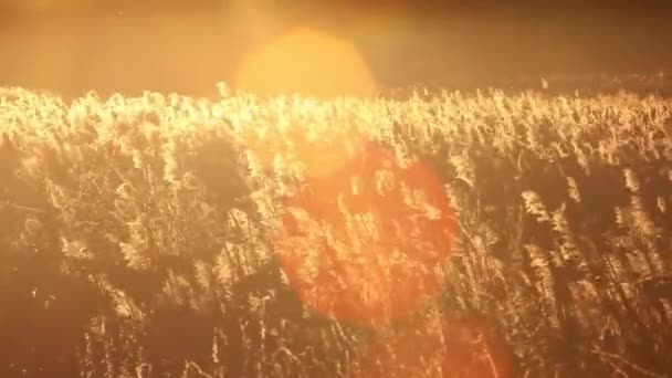 Rákosí Poli Vane Silný Vítr Podzimní Večer Při Západu Slunce — Stock video
