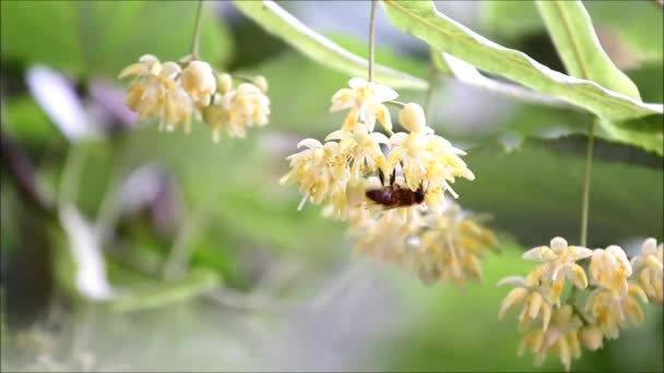 Foglie Tiglio Fiori Con Vento Che Soffia — Video Stock