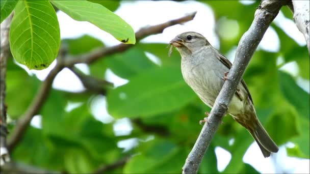 Sparrow Passer Domesticus Sommardag — Stockvideo