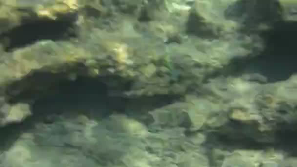 Textura Submarina Fauna Mar Jónico Zakynthos Grecia — Vídeo de stock