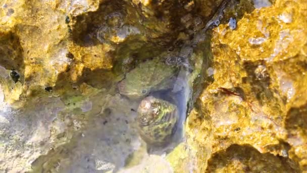 Λεπτομέρειες Του Αιγαίου Νερό Και Ακτή Βράχια Στο Νησί Της — Αρχείο Βίντεο