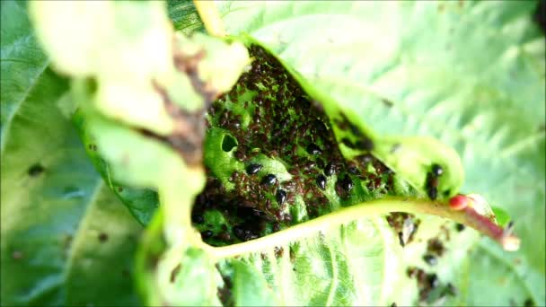 Blattläuse Pflanzenläuse Auf Einem Kirschbaumblatt — Stockvideo