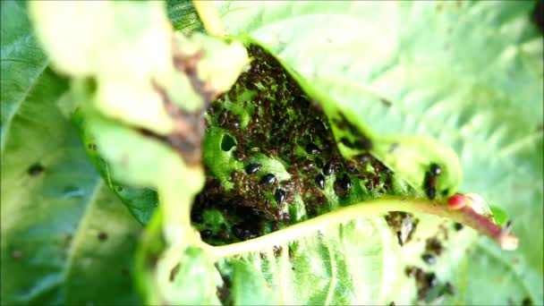 Aphids Piojos Planta Una Hoja Cerezo — Vídeos de Stock