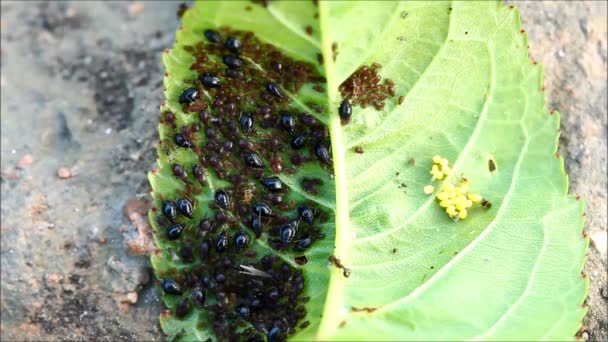 Aphids Piojos Planta Una Hoja Cerezo — Vídeo de stock