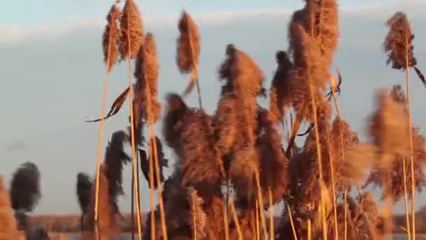 Καλάμια Στο Πεδίο Φυσά Δυνατός Άνεμος — Αρχείο Βίντεο