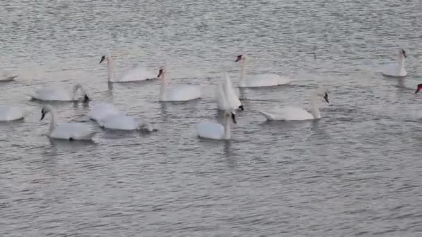 Schwäne Auf Dem See Bei Sonnenuntergang — Stockvideo