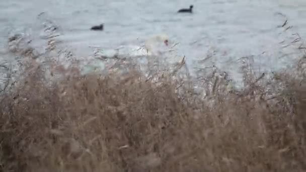 Schwäne Auf Dem See Bei Sonnenuntergang — Stockvideo