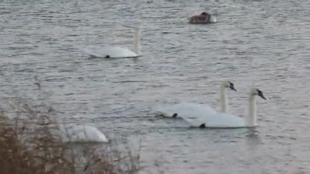 Schwäne Auf Dem See Bei Sonnenuntergang — Stockvideo