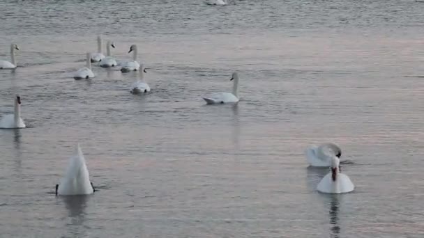 Cisnes Lago Pôr Sol — Vídeo de Stock