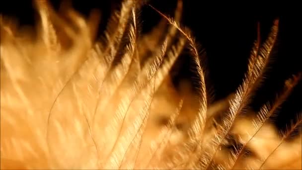 Partes Una Pluma Gallo Colores Con Detalles Movimiento — Vídeo de stock