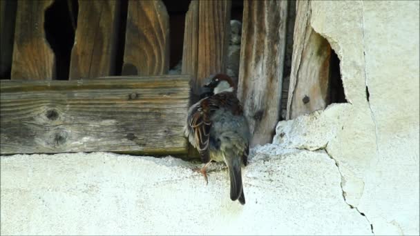 Sparrow Passer Domesticus Μια Καλοκαιρινή Μέρα — Αρχείο Βίντεο