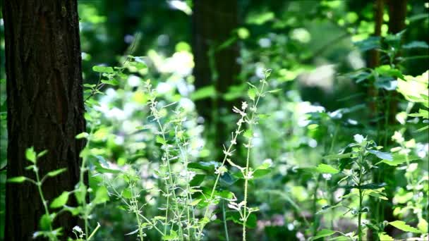 绿色植物 花和植被以风吹 鸟唱歌和其他声音从自然 — 图库视频影像