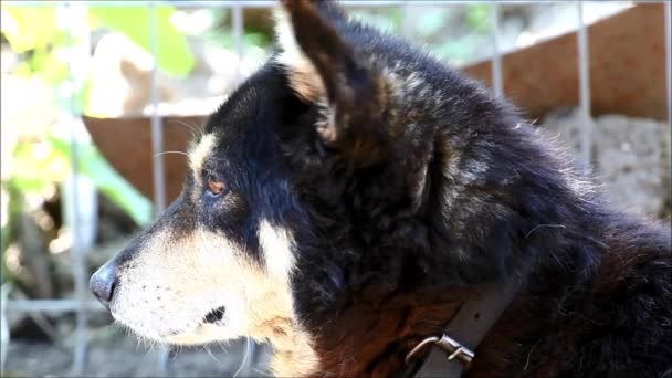 Schattige Kleine Hond Rust Geluiden Uit Natuur — Stockvideo