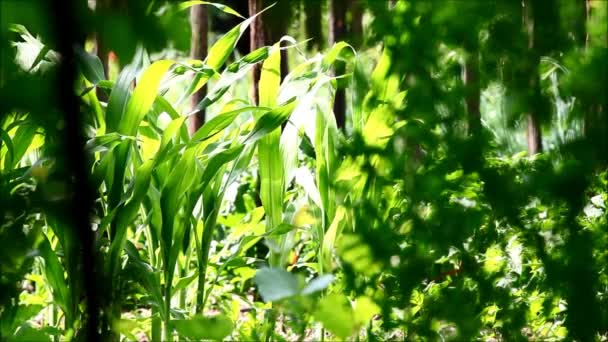 绿色植物 花和植被以风吹 鸟唱歌和其他声音从自然 — 图库视频影像