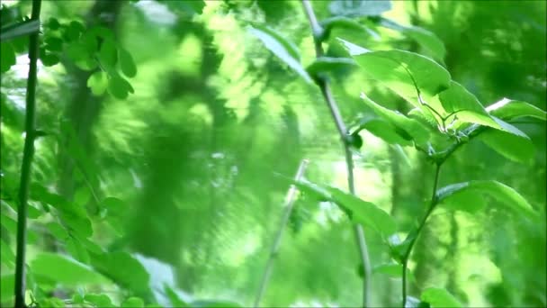 绿色植物 花和植被以风吹 鸟唱歌和其他声音从自然 — 图库视频影像