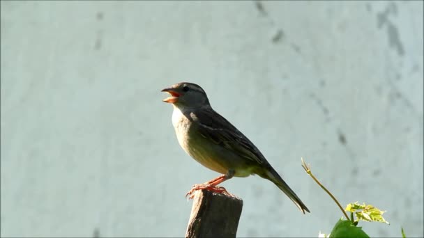 Sparrow Passer Domesticus Sommardag — Stockvideo