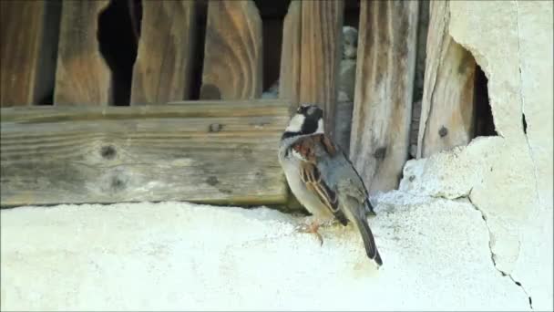 Sparrow Passer Domesticus Summer Day — Stock Video