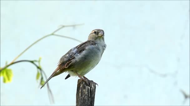 Sparrow Passer Domesticus Μια Καλοκαιρινή Μέρα — Αρχείο Βίντεο