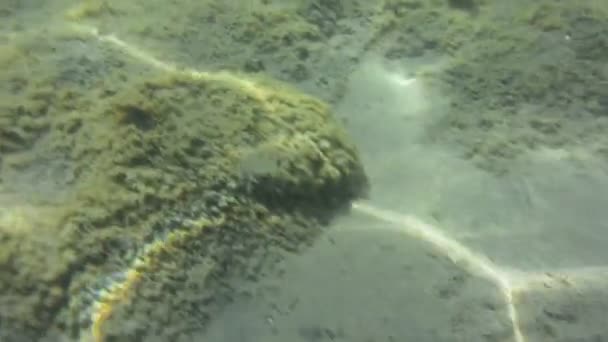 Підводний Текстури Фауни Іонічне Море Закінтос Греція — стокове відео