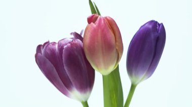 Güzel Lale çiçek açan - zaman atlamalı 