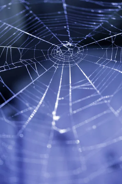 Abstract Composition Spider Web Details — Stock Photo, Image