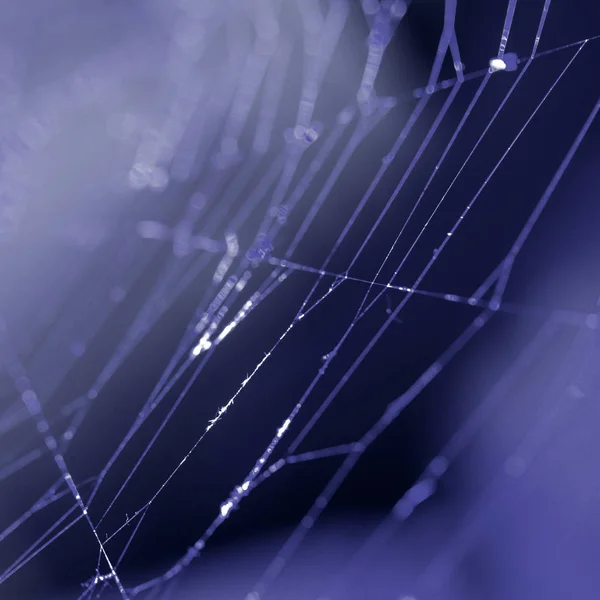 Abstrakt Komposition Med Spider Web Detaljer — Stockfoto