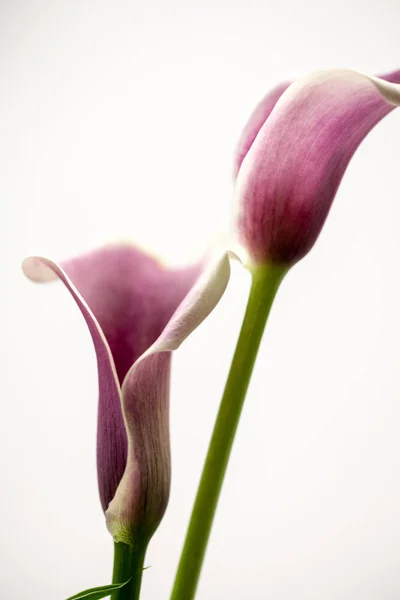 Resumen Macrofotografía Flor Calla Con Detalles Enfoque Suave — Foto de Stock