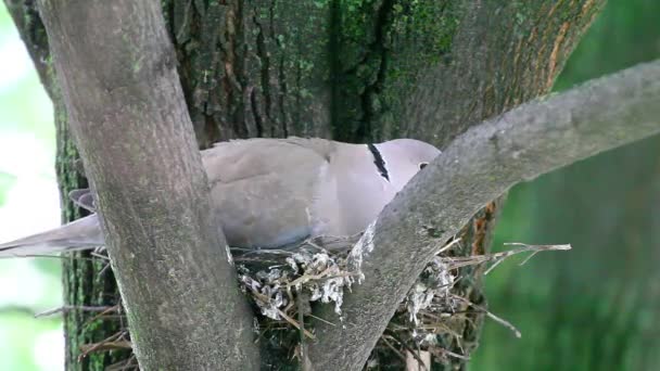 Trauertauben Zenaida Macroura Auf Einem Ast Nest Klänge Aus Der — Stockvideo