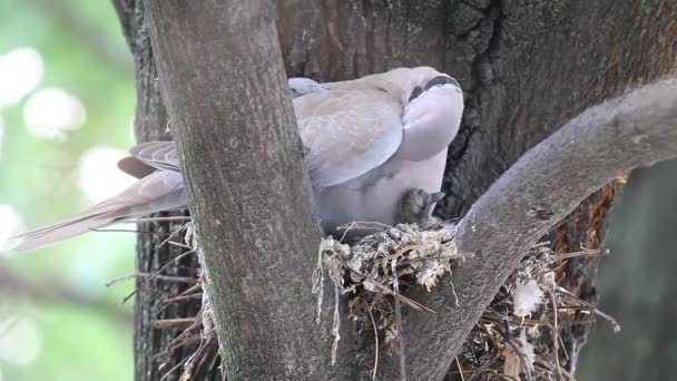 哀悼鸽 Zenaida 长果及 喂养幼崽在巢里 — 图库视频影像