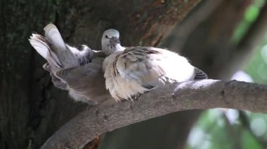 Güvercinler (Zenaida macroura) bir ıhlamur ağacı dalı yuvadaki yas. Yuvadan uçan önce yetişkin yavrularını
