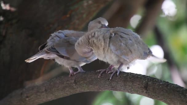 巣でリンデン木の枝に鳩 Zenaida Macroura を喪します 巣から飛ぶ前に成長したカブス — ストック動画