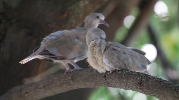 Palomas Luto Zenaida Macroura Una Rama Tilo Nido Cachorros Crecidos — Vídeos de Stock