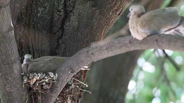 Mourning Doves Zenaida Macroura Linden Tree Branch Nest Grown Cubs — Stock Video